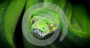 Morelia viridis, Snake Green tree python eye dangerous look photo