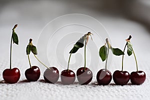 Morello cherries photo