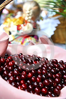 Morello cherries in the basket photo