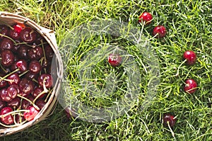 Morello Cherries in basket on green meadow photo