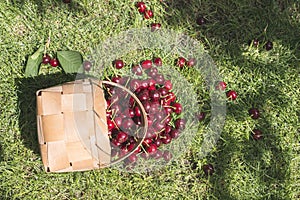 Morello Cherries in basket on green meadow photo