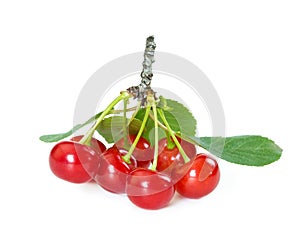 Morello cherries on branch photo