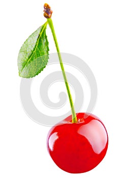 Morello cherry