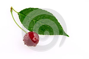 Morello cherry photo