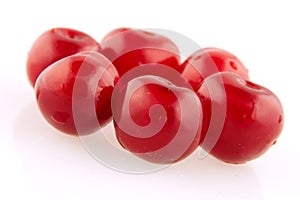 Morello cherry group photo