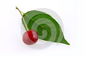 Morello cherry with leaf photo