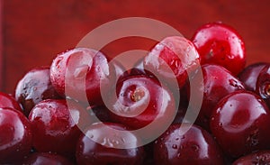 Morello cherry photo