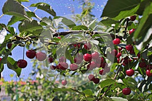 Morello or sour riped cherries on the cherry tree stick with leaves, in time of harvest in the summer in the orchard.