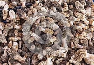 Morels close-up, favourite edible mushrooms.