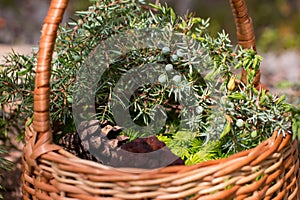 morels in a wicker basket with young spruce twigs and juniper on the background of a wild forest.