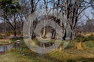 Moremi game reserve landscape