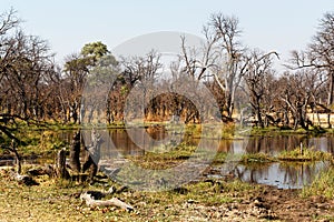 Moremi game reserve landscape