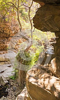 Moremi Gorge Botswana Africa