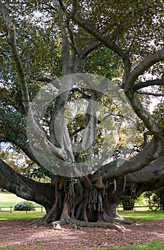 Moreton Bay Fig photo