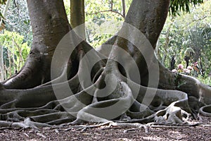 Moreton Bay Fig photo