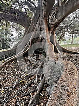 Moreton Bay Fig in Botanical garden,Sydney NSW Autstralia