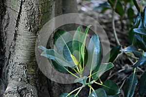 Moreton bay fig, Ficus macrophylla, 7.