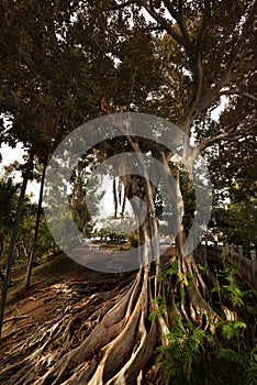 Moreton Bay fig in the park with lush green foliage and buttressed roots.