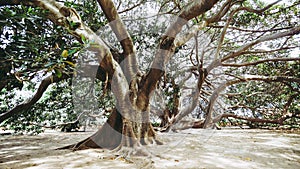 Moreton Bay fig tree