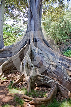 Moreton Bay Fig Tree 2 photo