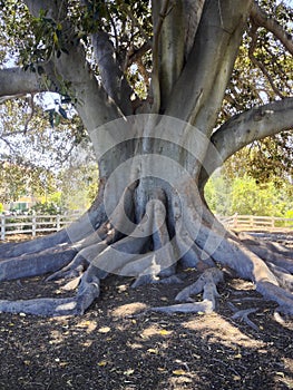 Moreton Bay Fig Tree photo