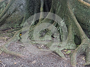 Moreton Bay Fig Tree, Detail