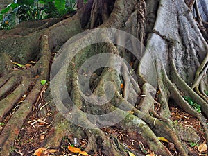 Moreton Bay Fig Tree, Extensive Root System