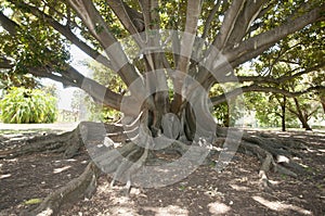 Moreton Bay Fig Tree - Perth - Australia