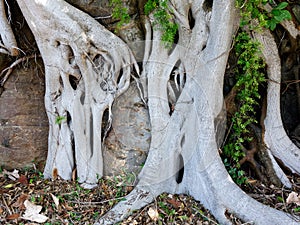 Moreton Bay Fig Tree Root System, Sydney, Australia