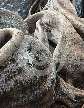 Moreton Bay Fig tree roots