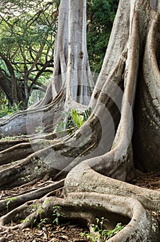 Moreton Bay Fig tree roots