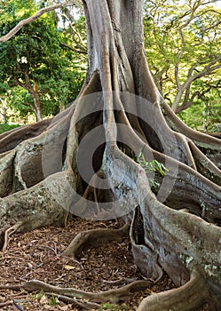 Moreton Bay Fig tree roots