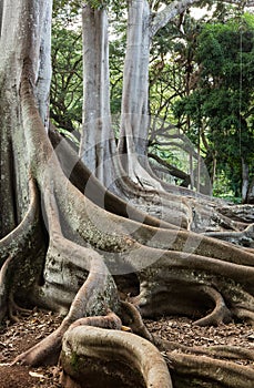 Moreton Bay Fig tree roots