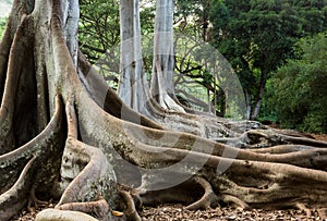 Moreton Bay Fig tree roots photo