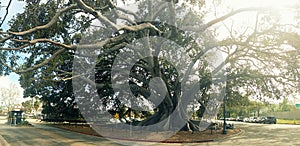 Moreton Bay Fig tree in Santa Barbara