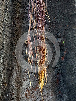 Moreton Bay Fig Tree Strangler Roots