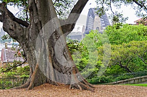 Moreton Bay Fig tree - Sydney