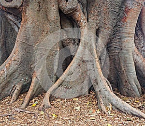 Moreton Bay Fig Tree, Sydney, Australia