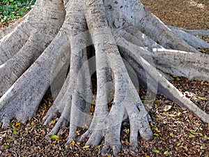 Moreton Bay Fig Tree, Sydney, Australia