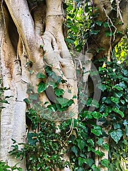 Moreton Bay Fig Tree, Sydney, Australia