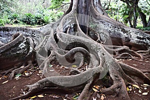 Moreton Bay Fig Trees at the Allerton Gardens National Tropical Botanical Garden in Kauai Hawaii