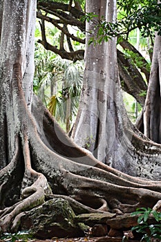 Moreton Bay Fig Trees at the Allerton Gardens National Tropical Botanical Garden in Kauai Hawaii photo