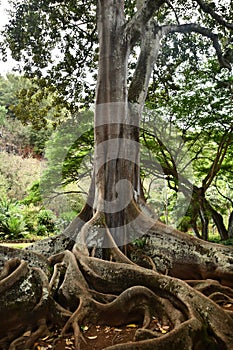 Moreton Bay Fig Trees at the Allerton Gardens National Tropical Botanical Garden in Kauai Hawaii photo