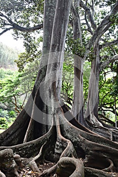 Moreton Bay Fig Trees at the Allerton Gardens National Tropical Botanical Garden in Kauai Hawaii photo