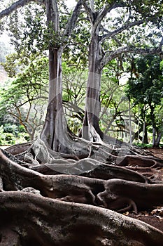Moreton Bay Fig Trees at the Allerton Gardens National Tropical Botanical Garden in Kauai Hawaii photo