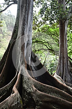 Moreton Bay Fig Trees at the Allerton Gardens National Tropical Botanical Garden in Kauai Hawaii photo