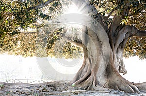 Moreton Bay fig in Valencia photo