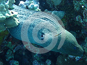 Morey in coral reef in red sea.