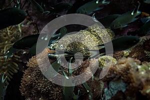 Morey eel close up in the deep sea