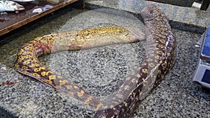 Morey eel on display in Tangier fish market